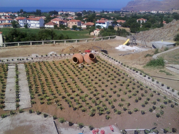 φύτευση λίπιας στη Μυτιλήνη 1